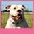 Free Dogs Live Wallpapers