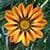 1004 Flowers Wallpapers
