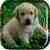 Labrador Puppy Live Wallpaper