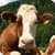 Zoo : Farm Animals Games