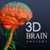 3D Brain MRI