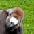 Funny Animal Photo Montage