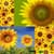Beautiful Sunflower Photo Collage