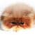Persian Cat Wallpaper v2