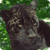 Zoo : Amazon Wild Animals