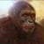 Dawn of the Planet of the Apes LWP 2