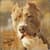 Pitbull dogs Live Wallpaper