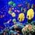 Aqua Underwater Live Wallpaper