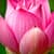 Water Lily Photo Collage