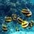 Angel Fish in Water LWP