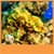 Coral Reef Live Wallpapers New