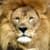 Talking Lion King