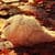 White Dove Autumn Live Wallpaper