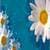 Daisy Flower Love Live Wallpaper