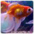 Golden Live Fish Wallpaper