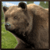 Ultimate Bear Simulator