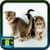 Photos Of Cats And Kittens
