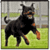 Most Dangerous Dog Breeds