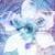 Blue Iris emergent