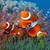 Clown Fish Underwater Live Wallpaper