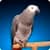 Grey Parrot Live Wallpaper