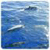 HQ Dolphin Live Wallpaper