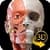 Sistema Muscolare Anatomia 3D perfect