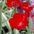 Beautiful Tulips Live Wallpaper