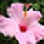 Flower images of wallpaper