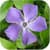 YOU CAN draw Flowers