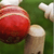 Chauka Cricket Scoring App