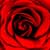 Roses Photo Collage Editor