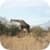 Kruger NP