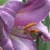 Nature Live Wallpaper 90