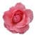 Flower Wallpaper for Android