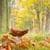 Best views of Nature Fall season Wallpaper