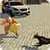Crime Chasing Police Dog