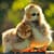 Cute Animals Images Wallpaper