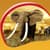 Elephant Live Wallpapers