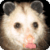 Funny Opossum : Loving Animals