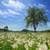 Dandelion Field Cool Live Wallpaper