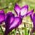 Pink Flowers Live Wallpaper 2