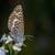 Butterflies around the world images and background