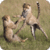 Wildlife Animal Wallpapers