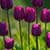 Purple Tulips Live Wallpaper